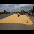 Maiskörner werden mit den Füßen auf der zweckentfremdeten Fläche einer Bushaltestelle gewendet um sie zu trocknen